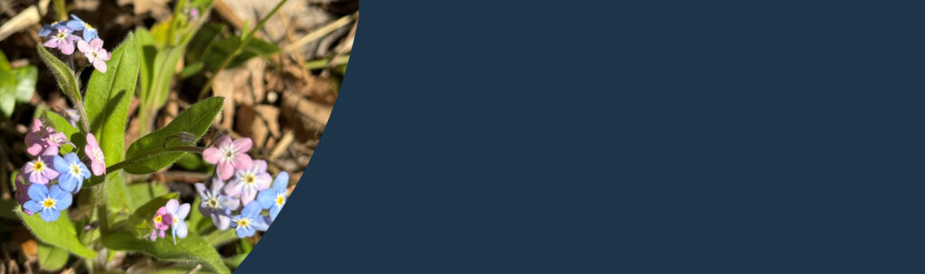 Förgätmigej_april