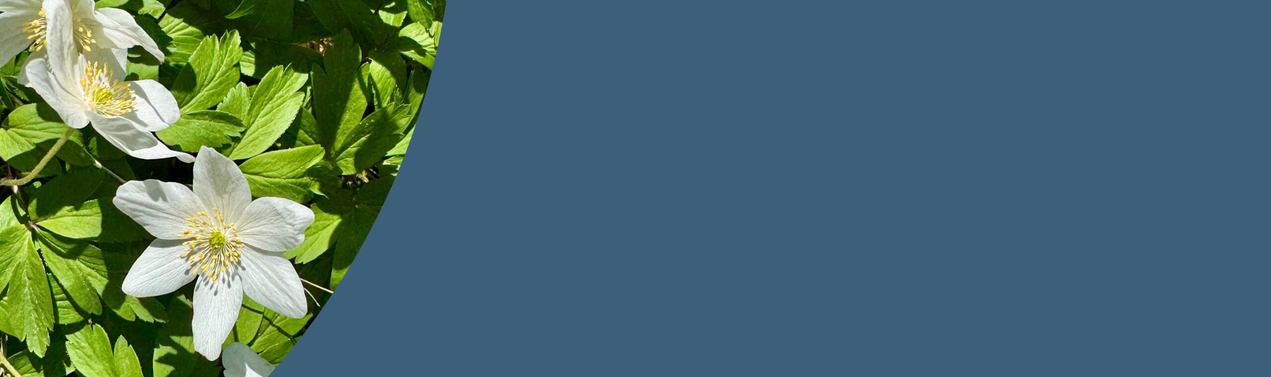 Vitsippor_Learniningpoint